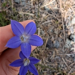 Wahlenbergia sp. (Bluebell) at Lawson, ACT - 7 Oct 2024 by mroseby