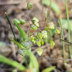 Briza minor (Shivery Grass) at Hawker, ACT - 5 Oct 2024 by sangio7