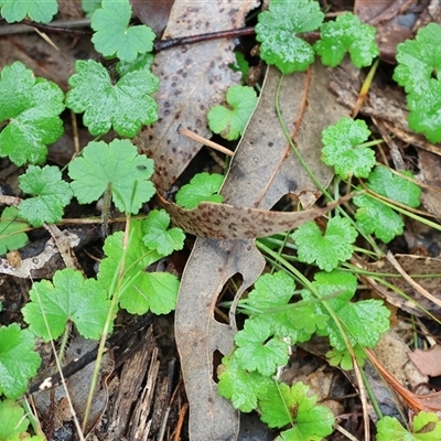 Hydrocotyle laxiflora (Stinking Pennywort) at Chiltern, VIC - 5 Oct 2024 by KylieWaldon