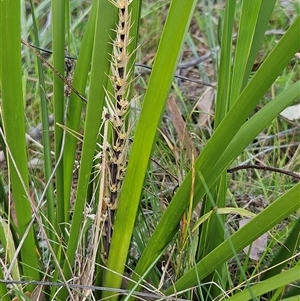 Lomandra longifolia at Hawker, ACT - 5 Oct 2024 03:33 PM