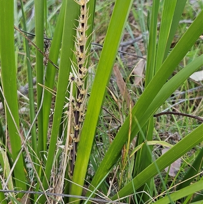 Lomandra longifolia (Spiny-headed Mat-rush, Honey Reed) at Hawker, ACT - 5 Oct 2024 by sangio7