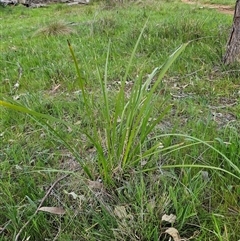 Lomandra longifolia at Hawker, ACT - 5 Oct 2024 03:33 PM