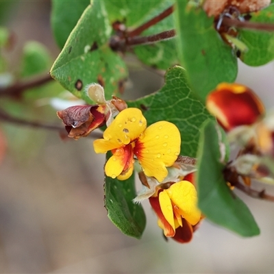 Platylobium formosum (Handsome Flat Pea) at Chiltern, VIC - 5 Oct 2024 by KylieWaldon