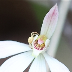 Unidentified Orb-weaving spider (several families) by KylieWaldon