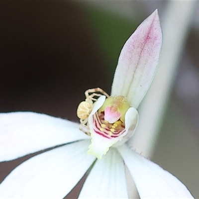 Unidentified Orb-weaving spider (several families) by KylieWaldon