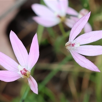 Caladenia carnea (Pink Fingers) at Beechworth, VIC - 6 Oct 2024 by KylieWaldon