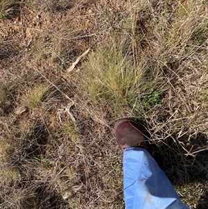 Nassella trichotoma at Watson, ACT - 7 Oct 2024 10:03 AM