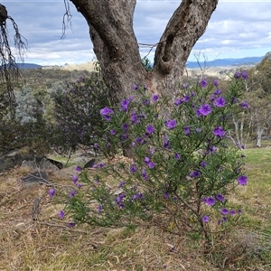 Solanum linearifolium at Hawker, ACT - 6 Oct 2024 03:40 PM