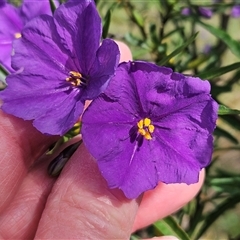 Solanum linearifolium at Hawker, ACT - 6 Oct 2024 03:40 PM