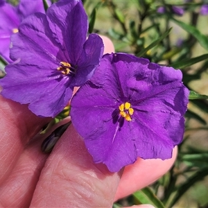 Solanum linearifolium at Hawker, ACT - 6 Oct 2024 03:40 PM