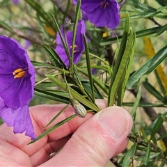 Solanum linearifolium at Hawker, ACT - 6 Oct 2024 03:40 PM