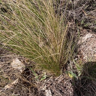 Nassella trichotoma (Serrated Tussock) at Watson, ACT - 7 Oct 2024 by waltraud