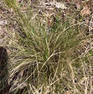 Nassella trichotoma at Watson, ACT - 7 Oct 2024