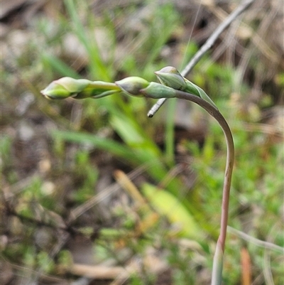 Thelymitra sp. (A Sun Orchid) at Hawker, ACT - 5 Oct 2024 by sangio7