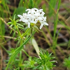 Asperula conferta (Common Woodruff) at Weetangera, ACT - 6 Oct 2024 by sangio7