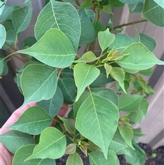 Homalanthus populifolius (Bleeding Heart) at Mayfield, NSW - 7 Oct 2024 by STJ