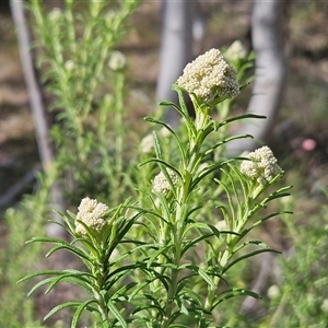 Cassinia aculeata subsp. aculeata at Weetangera, ACT - 6 Oct 2024