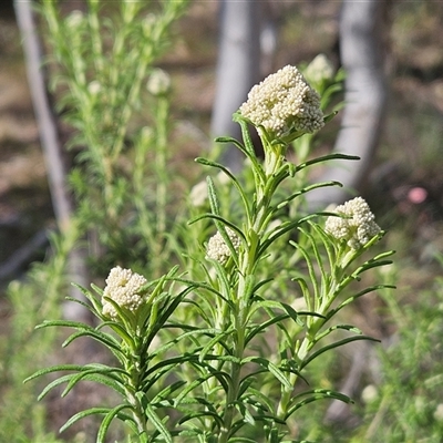 Cassinia aculeata subsp. aculeata (Dolly Bush, Common Cassinia, Dogwood) at Weetangera, ACT - 6 Oct 2024 by sangio7