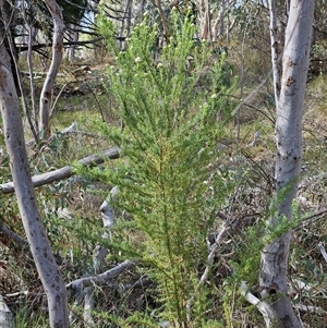 Cassinia aculeata subsp. aculeata at Weetangera, ACT - 6 Oct 2024