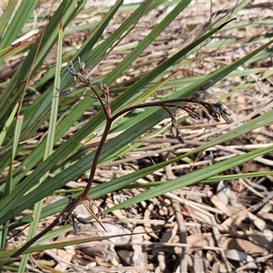 Dianella revoluta var. revoluta at Weetangera, ACT - 6 Oct 2024 04:13 PM