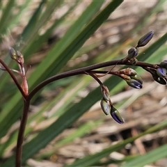 Dianella revoluta var. revoluta at Weetangera, ACT - 6 Oct 2024 04:13 PM