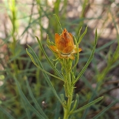 Xerochrysum viscosum (Sticky Everlasting) at Weetangera, ACT - 6 Oct 2024 by sangio7