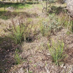 Xerochrysum viscosum at Weetangera, ACT - 6 Oct 2024