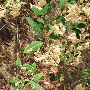 Pomaderris andromedifolia subsp. andromedifolia at Williamsdale, NSW - 6 Oct 2024 01:25 PM