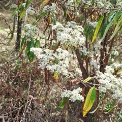 Olearia lirata at Kambah, ACT - 6 Oct 2024