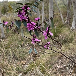 Indigofera australis subsp. australis at Aranda, ACT - 7 Oct 2024 02:32 PM