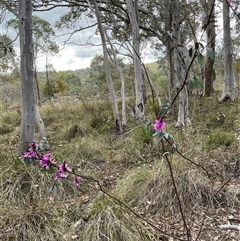 Indigofera australis subsp. australis at Aranda, ACT - 7 Oct 2024 02:32 PM