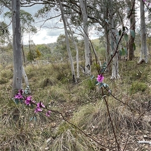Indigofera australis subsp. australis at Aranda, ACT - 7 Oct 2024 02:32 PM