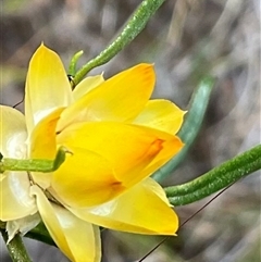 Xerochrysum viscosum (Sticky Everlasting) at Yarralumla, ACT - 7 Oct 2024 by Jennybach