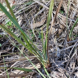 Dianella revoluta var. revoluta at Weetangera, ACT - 6 Oct 2024 04:16 PM