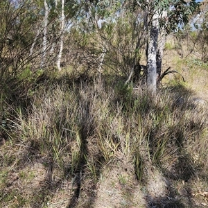 Dianella revoluta var. revoluta at Weetangera, ACT - 6 Oct 2024 04:16 PM