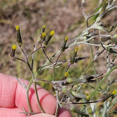 Senecio quadridentatus (Cotton Fireweed) at Weetangera, ACT - 6 Oct 2024 by sangio7