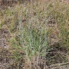 Senecio quadridentatus at Weetangera, ACT - 6 Oct 2024