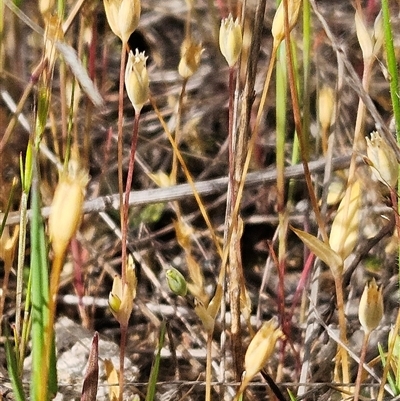 Moenchia erecta (Erect Chickweed) at Weetangera, ACT - 6 Oct 2024 by sangio7