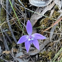 Glossodia major (Wax Lip Orchid) at Aranda, ACT - 7 Oct 2024 by Jennybach