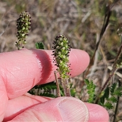 Acaena x ovina (Sheep's Burr) at Weetangera, ACT - 6 Oct 2024 by sangio7