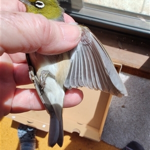 Zosterops lateralis at Greenleigh, NSW - 27 Sep 2024 10:27 AM