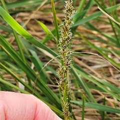 Carex appressa (Tall Sedge) at Weetangera, ACT - 6 Oct 2024 by sangio7