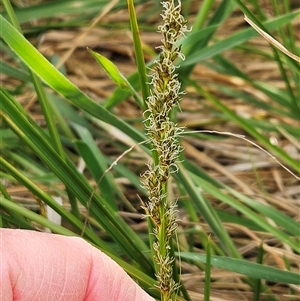 Carex appressa at Weetangera, ACT - 6 Oct 2024