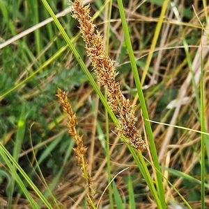 Carex appressa at Weetangera, ACT - 6 Oct 2024 04:29 PM