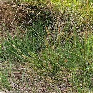 Carex appressa at Weetangera, ACT - 6 Oct 2024 04:29 PM