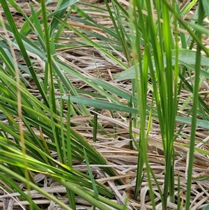 Carex appressa at Weetangera, ACT - 6 Oct 2024