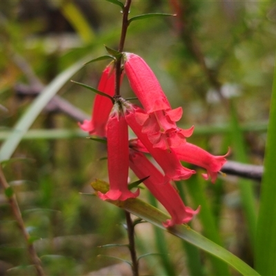 Epacris impressa (Common Heath) at Budawang, NSW - 7 Oct 2024 by Csteele4