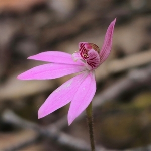 Caladenia carnea at Budawang, NSW - 7 Oct 2024