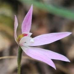 Caladenia carnea at Budawang, NSW - 7 Oct 2024