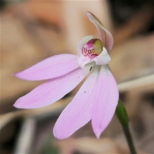 Caladenia carnea at Budawang, NSW - 7 Oct 2024